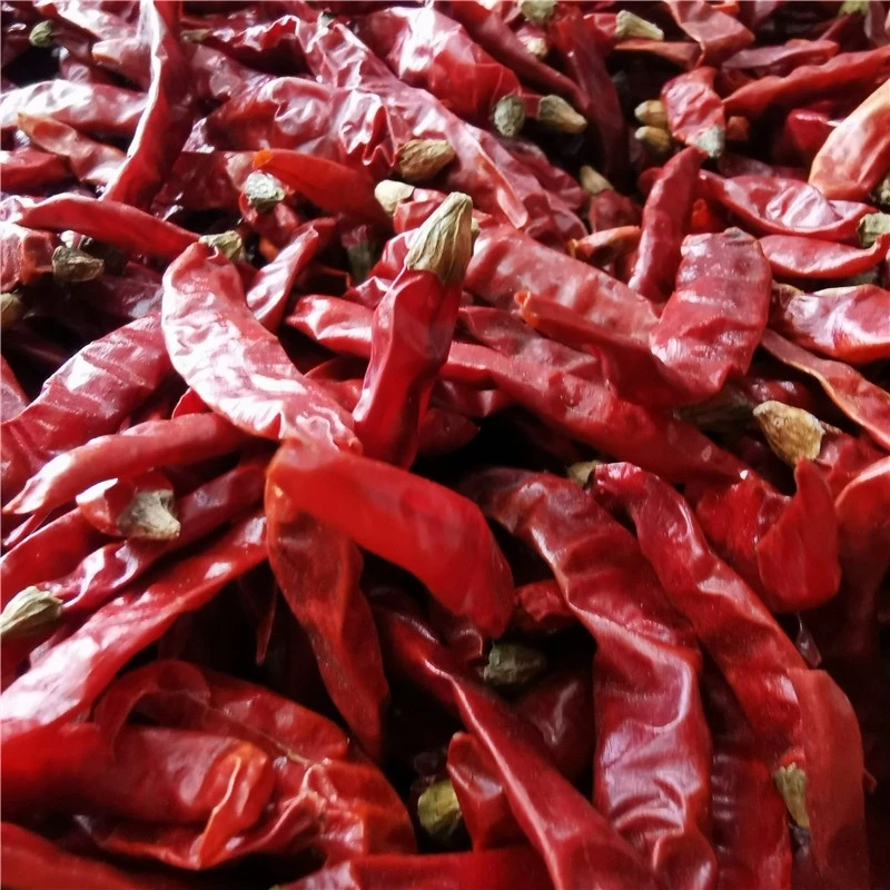 Dry Red Chilli Pepper 2021 suppliers