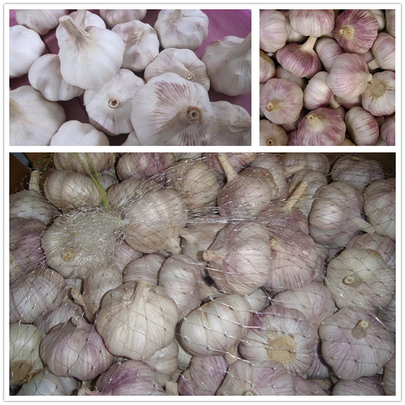Hot Sale Freezing Normal White Garlic Hot Sale Freezing Normal White Garlic